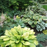 Kako hraniti domaćina u proljeće, ljeto, jesen, za zimu